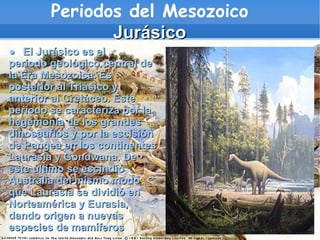 Periodos del Mesozoico
               Jurásico
● El Jurásico es el
período geológico central de
la Era Mesozoica. Es
posterior al Triásico y
anterior al Cretáceo. Este
período se caracteriza por la
hegemonía de los grandes
dinosaurios y por la escisión
de Pangea en los continentes
Laurasia y Gondwana. De
este último se escindió
Australia del mismo modo
que Laurasia se dividió en
Norteamérica y Eurasia,
dando origen a nuevas
especies de mamíferos
 