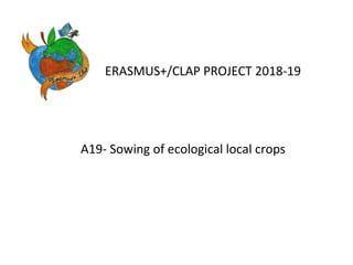 ERASMUS+/CLAP PROJECT 2018-19
A19- Sowing of ecological local crops
 