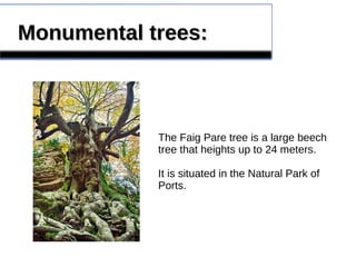 Monumental trees:Monumental trees:
The Faig Pare tree is a large beech
tree that heights up to 24 meters.
It is situated in the Natural Park of
Ports.
 