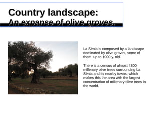 Country landscape:Country landscape:
An expanse of olive groves.An expanse of olive groves.
La Sénia is composed by a landscape
dominated by olive groves, some of
them up to 1000 y. old.
There is a census of almost 4800
millenary olive trees surrounding La
Sénia and its nearby towns, which
makes this the area with the largest
concentration of millenary olive trees in
the world.
 