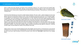 10
min
4. Colonization of dry land
About 1.5 billion years ago, eukaryotic cells began to form multicellular organisms. The earliest of these were probably algae.
But it wasn’t until around 541-542 million years ago that the big boom of life forms began on Earth. The process was also
slowed down by the various severe ice ages which Earth suffered during the Proterozoic. These periods are sometimes called
“Snowball Earth”.
At the end of the Proterozoic eon came the so-called Cambrian Explosion. This was a major, sudden emergence of many living
species, favored by the prevailing conditions on Earth. With this explosion, the last (and current) eon, the Phanerozoic, began.
The first stage was the Paleozoic era. Animals still remaining in the water developed hard body parts, such as shells, skeletons,
or exoskeletons. One of the benefits of their development for us is the easier and much more evident fossilization of their
remains, providing us with more probable evidence about them. One of the most famous of these early, fossilized creatures was
the “Trilobite”. Search in the Lifeliqe app for the model of this very well known prehistoric marine arthropod!
However, in this period there were also the first steps later leading to the colonization of dry land. Several million years ago,
plants (probably algae) and fungi started to grow also on the edges of the water. This was possible due to more favorable
atmospheric conditions than had earlier prevailed. Oxygen produced by photosynthesizing organisms allowed for breathing
outside of water, and also allowed the creation of the protective ozone layer.
Oxygen present in the air also increased weathering rates, which together with the presence of early life forms on dry land led
to creation of soil. This soil was in turn a hospitable place for other plant species to grow, and thus contributed to the first life on
dry land. To see more about formation of soil and its structure, have a look at the “Soil Profile” model found in the Geology
library.
Click to open in Lifeliqe
Click to open in Lifeliqe
 