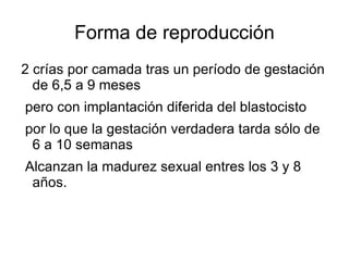 Principales características los osos polares son los carnívoros más grandes del mundo que residen en la tierra