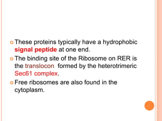  These  proteins typically have a hydrophobic
  signal peptide at one end.
 The binding site of the Ribosome on RER is
  the translocon formed by the heterotrimeric
  Sec61 complex.
 Free ribosomes are also found in the
  cytoplasm.
 
