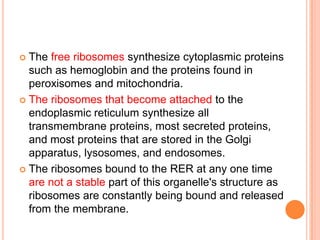  The free ribosomes synthesize cytoplasmic proteins
  such as hemoglobin and the proteins found in
  peroxisomes and mitochondria.
 The ribosomes that become attached to the
  endoplasmic reticulum synthesize all
  transmembrane proteins, most secreted proteins,
  and most proteins that are stored in the Golgi
  apparatus, lysosomes, and endosomes.
 The ribosomes bound to the RER at any one time
  are not a stable part of this organelle's structure as
  ribosomes are constantly being bound and released
  from the membrane.
 
