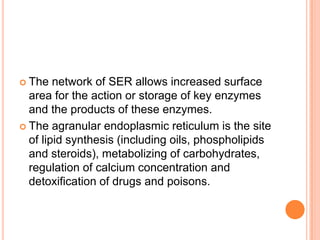  The   network of SER allows increased surface
  area for the action or storage of key enzymes
  and the products of these enzymes.
 The agranular endoplasmic reticulum is the site
  of lipid synthesis (including oils, phospholipids
  and steroids), metabolizing of carbohydrates,
  regulation of calcium concentration and
  detoxification of drugs and poisons.
 