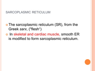 SARCOPLASMIC RETICULUM


 The sarcoplasmic reticulum (SR), from the
 Greek sarx, ("flesh“)
 In skeletal and cardiac muscle, smooth ER
 is modified to form sarcoplasmic reticulum.
 