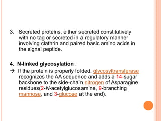 3. Secreted proteins, either secreted constitutively
   with no tag or secreted in a regulatory manner
   involving clathrin and paired basic amino acids in
   the signal peptide.

4. N-linked glycosylation :
 If the protein is properly folded, glycosyltransferase
   recognizes the AA sequence and adds a 14-sugar
   backbone to the side-chain nitrogen of Asparagine
   residues(2-N-acetylglucosamine, 9-branching
   mannose, and 3-glucose at the end).
 