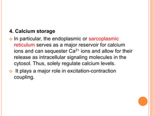 4. Calcium storage
 In particular, the endoplasmic or sarcoplasmic
  reticulum serves as a major reservoir for calcium
  ions and can sequester Ca2+ ions and allow for their
  release as intracellular signaling molecules in the
  cytosol. Thus, solely regulate calcium levels.
 It plays a major role in excitation-contraction
  coupling.
 