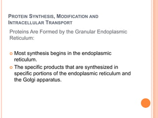 PROTEIN SYNTHESIS, MODIFICATION AND
INTRACELLULAR TRANSPORT
Proteins Are Formed by the Granular Endoplasmic
Reticulum:

 Most synthesis begins in the endoplasmic
  reticulum.
 The specific products that are synthesized in
  specific portions of the endoplasmic reticulum and
  the Golgi apparatus.
 