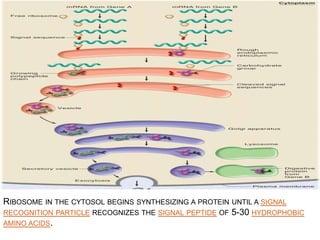 RIBOSOME IN THE CYTOSOL BEGINS SYNTHESIZING A PROTEIN UNTIL A SIGNAL
RECOGNITION PARTICLE RECOGNIZES THE SIGNAL PEPTIDE OF 5-30 HYDROPHOBIC
AMINO ACIDS.
 