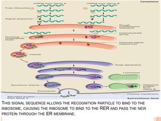 THIS SIGNAL SEQUENCE ALLOWS THE RECOGNITION PARTICLE TO BIND TO THE
RIBOSOME, CAUSING THE RIBOSOME TO BIND TO THE RER AND PASS THE NEW
PROTEIN THROUGH THE ER MEMBRANE.
 