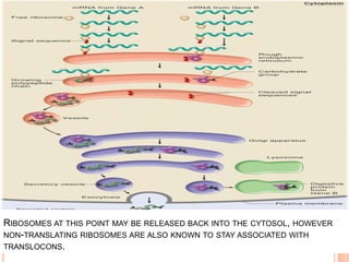RIBOSOMES AT THIS POINT MAY BE RELEASED BACK INTO THE CYTOSOL, HOWEVER
NON-TRANSLATING RIBOSOMES ARE ALSO KNOWN TO STAY ASSOCIATED WITH
TRANSLOCONS.
 