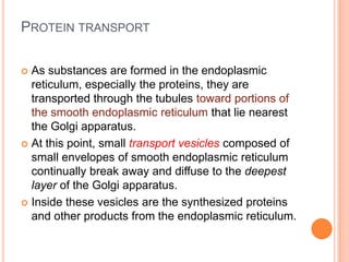 PROTEIN TRANSPORT

 As substances are formed in the endoplasmic
  reticulum, especially the proteins, they are
  transported through the tubules toward portions of
  the smooth endoplasmic reticulum that lie nearest
  the Golgi apparatus.
 At this point, small transport vesicles composed of
  small envelopes of smooth endoplasmic reticulum
  continually break away and diffuse to the deepest
  layer of the Golgi apparatus.
 Inside these vesicles are the synthesized proteins
  and other products from the endoplasmic reticulum.
 