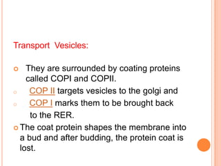 Transport Vesicles:

   They are surrounded by coating proteins
    called COPI and COPII.
o    COP II targets vesicles to the golgi and
o    COP I marks them to be brought back
     to the RER.
 The coat protein shapes the membrane into
  a bud and after budding, the protein coat is
  lost.
 