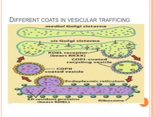 DIFFERENT COATS IN VESICULAR TRAFFICING
 
