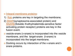  Integral membrane proteins:
1) Rab proteins are key in targeting the membrane;
2) SNAP(synaptosome-associated protein) and
  SNARE(Soluble N-ethylmaleimide-sensitive factor
  activating protein receptor) proteins are key in the
  fusion event.
 vesicle-snare (v-snare) is incorporated into the vesicle
  membrane, and the target-snare (t-snare) is
  incorporated into the target membrane.
 Docking occurs by interaction of the v-snare and t-
  snare proteins.
 