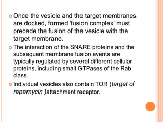  Once the vesicle and the target membranes
 are docked, formed 'fusion complex' must
 precede the fusion of the vesicle with the
 target membrane.
 The interaction of the SNARE proteins and the
 subsequent membrane fusion events are
 typically regulated by several different cellular
 proteins, including small GTPases of the Rab
 class.
         vesicles also contain TOR (target of
 Individual
 rapamycin )attachment receptor.
 