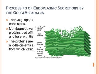 PROCESSING OF ENDOPLASMIC SECRETIONS BY
THE GOLGI APPARATUS

 The Golgi apparatus is a polarized structure, with cis and
  trans sides.
 Membranous vesicles containing newly synthesized
  proteins bud off from the granular endoplasmic reticulum
  and fuse with the cistern on the cis side of the apparatus.
 The proteins are then passed via other vesicles to the
  middle cisterns and finally to the cistern on the trans side,
  from which vesicles branch off into the cytoplasm.
 