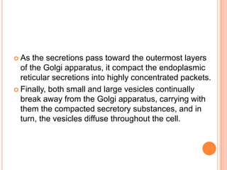  As  the secretions pass toward the outermost layers
  of the Golgi apparatus, it compact the endoplasmic
  reticular secretions into highly concentrated packets.
 Finally, both small and large vesicles continually
  break away from the Golgi apparatus, carrying with
  them the compacted secretory substances, and in
  turn, the vesicles diffuse throughout the cell.
 
