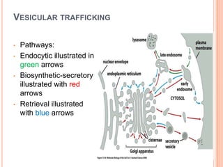 VESICULAR TRAFFICKING

•   Pathways:
•   Endocytic illustrated in
    green arrows
•   Biosynthetic-secretory
    illustrated with red
    arrows
•   Retrieval illustrated
    with blue arrows
 