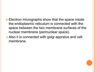  Electron   micrographs show that the space inside
  the endoplasmic reticulum is connected with the
  space between the two membrane surfaces of the
  nuclear membrane (perinuclear space).
 Also it is connected with golgi appratus and cell
  membrane.
 