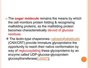  The sugar molecule remains the means by which
 the cell monitors protein folding & recognising
 malfolding proteins, as the malfolding protein
 becomes characteristically devoid of glucose
 residues.
 The lectin-type chaperones- calnexin/calreticulin
 (CNX/CRT) provide immature glycoproteins the
 opportunity to reach their native conformation by
 way of reglucosylating these glycoproteins by an
 enzyme called UDP-glucose-glycoprotein
 glucosyltransferase( UGGT).
 