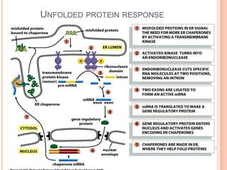 UNFOLDED PROTEIN RESPONSE
 