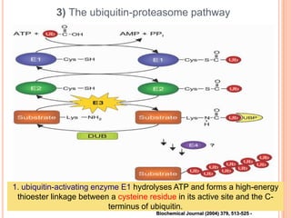 3) The ubiquitin-proteasome pathway




1. ubiquitin-activating enzyme E1 hydrolyses ATP and forms a high-energy
 thioester linkage between a cysteine residue in its active site and the C-
                            terminus of ubiquitin.
                                        Biochemical Journal (2004) 379, 513-525 -
 