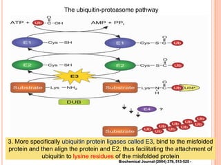 The ubiquitin-proteasome pathway




3. More specifically ubiquitin protein ligases called E3, bind to the misfolded
protein and then align the protein and E2, thus facilitating the attachment of
            ubiquitin to lysine residues of the misfolded protein
                                          Biochemical Journal (2004) 379, 513-525 -
 