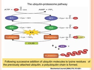 The ubiquitin-proteasome pathway




 Following successive addition of ubiquitin molecules to lysine residues of
the previously attached ubiquitin, a polyubiquitin chain is formed.
                                        Biochemical Journal (2004) 379, 513-525 -
 