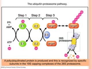 The ubiquitin-proteasome pathway.




      A polyubiquitinated protein is produced and this is recognized by specific
          subunits in the 19S capping complexes of the 26S proteasome.
©2005 by American Society of Clinical Oncology
 