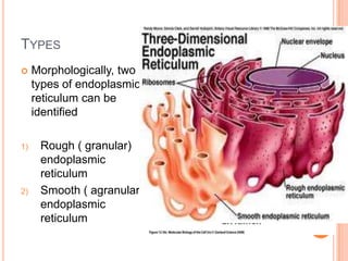 TYPES
    Morphologically, two
     types of endoplasmic
     reticulum can be
     identified

1)    Rough ( granular)
      endoplasmic
      reticulum
2)    Smooth ( agranular)
      endoplasmic
      reticulum
 