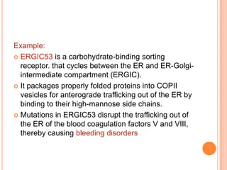 Example:
 ERGIC53 is a carbohydrate-binding sorting
  receptor. that cycles between the ER and ER-Golgi-
  intermediate compartment (ERGIC).
 It packages properly folded proteins into COPII
  vesicles for anterograde trafficking out of the ER by
  binding to their high-mannose side chains.
 Mutations in ERGIC53 disrupt the trafficking out of
  the ER of the blood coagulation factors V and VIII,
  thereby causing bleeding disorders
 