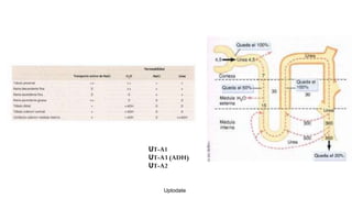 UT-A1
UT-A3 (ADH)
UT-A2
Uptodate
 