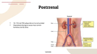 Postrrenal
• 10-15% de FRA adquirido en la comunidad
• Hiperplasia benigna causa mas común
hombres de 60 años
Uptodate
 