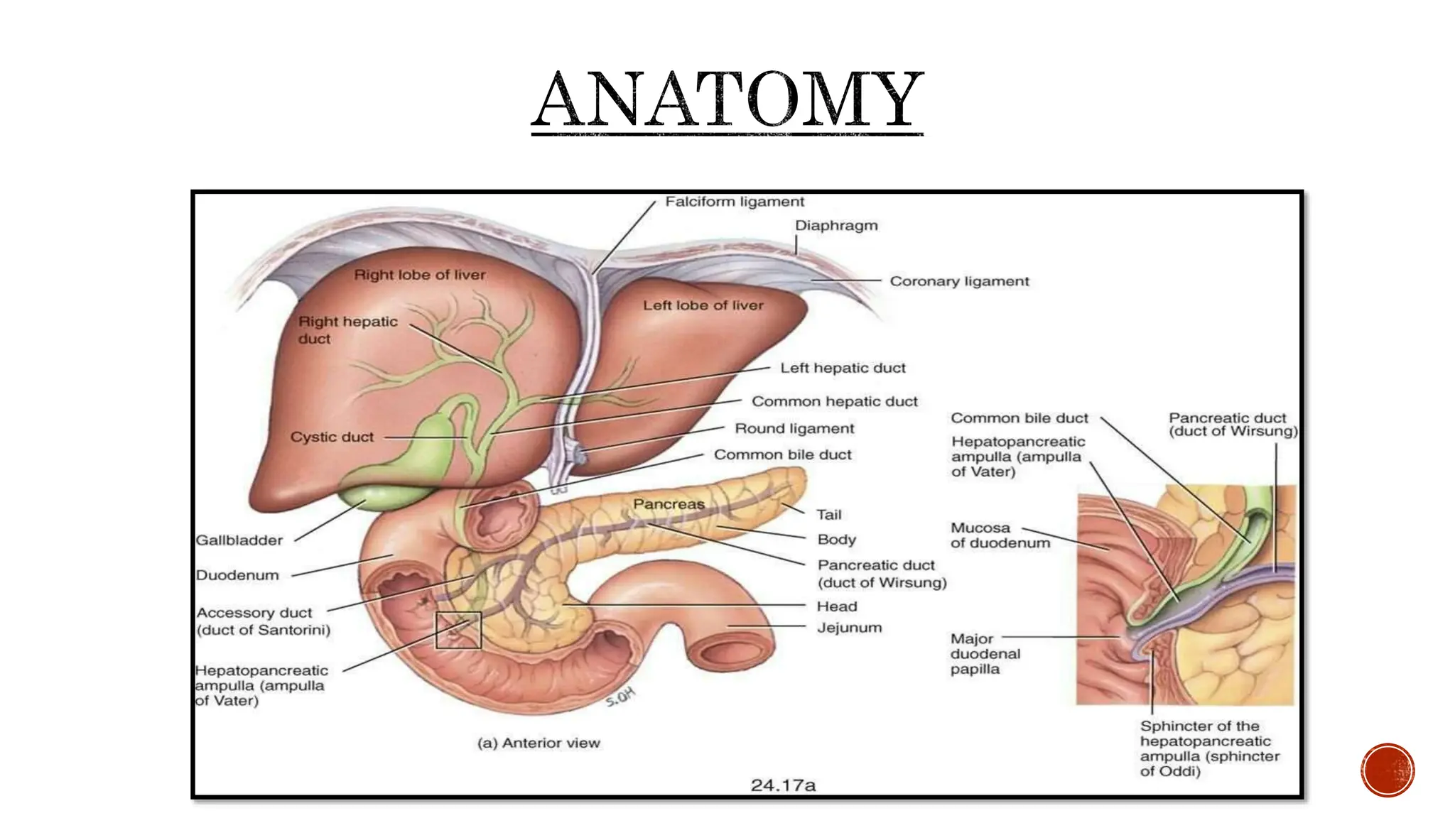 (ERCP) Cholangiopancreatography Bile ducts procedure | PPTX