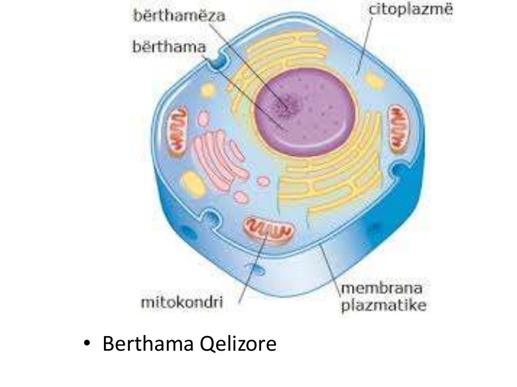 qeliza