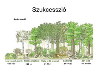 Szukcesszió
 