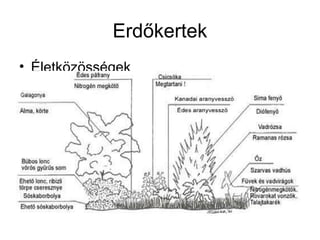 Erdőkertek
• Életközösségek
 