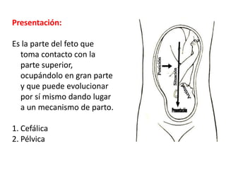 Presentación:
Es la parte del feto que
toma contacto con la
parte superior,
ocupándolo en gran parte
y que puede evolucionar
por sí mismo dando lugar
a un mecanismo de parto.
1. Cefálica
2. Pélvica
 