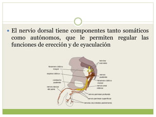  El nervio dorsal tiene componentes tanto somáticos
como autónomos, que le permiten regular las
funciones de erección y de eyaculación
 