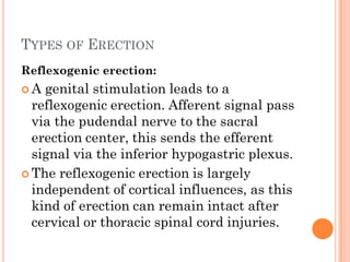 TYPES OF ERECTION
Reflexogenic erection:
A  genital stimulation leads to a
  reflexogenic erection. Afferent signal pass
  via the pudendal nerve to the sacral
  erection center, this sends the efferent
  signal via the inferior hypogastric plexus.
 The reflexogenic erection is largely
  independent of cortical influences, as this
  kind of erection can remain intact after
  cervical or thoracic spinal cord injuries.
 