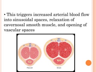 • This triggers increased arterial blood flow
into sinusoidal spaces, relaxation of
cavernosal smooth muscle, and opening of
vascular spaces
 