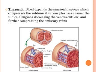    The result: Blood expands the sinusoidal spaces which
    compresses the subtunical venous plexuses against the
    tunica albuginea decreasing the venous outflow, and
    further compressing the emissary veins
 