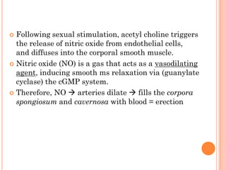  Following sexual stimulation, acetyl choline triggers
  the release of nitric oxide from endothelial cells,
  and diffuses into the corporal smooth muscle.
 Nitric oxide (NO) is a gas that acts as a vasodilating
  agent, inducing smooth ms relaxation via (guanylate
  cyclase) the cGMP system.
 Therefore, NO  arteries dilate  fills the corpora
  spongiosum and cavernosa with blood = erection
 