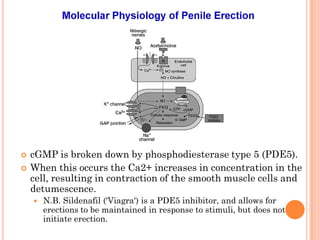    cGMP is broken down by phosphodiesterase type 5 (PDE5).
   When this occurs the Ca2+ increases in concentration in the
    cell, resulting in contraction of the smooth muscle cells and
    detumescence.
       N.B. Sildenafil ('Viagra') is a PDE5 inhibitor, and allows for
        erections to be maintained in response to stimuli, but does not
        initiate erection.
 