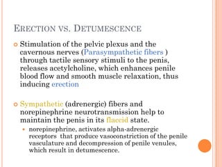 ERECTION VS. DETUMESCENCE
   Stimulation of the pelvic plexus and the
    cavernous nerves (Parasympathetic fibers )
    through tactile sensory stimuli to the penis,
    releases acetylcholine, which enhances penile
    blood flow and smooth muscle relaxation, thus
    inducing erection

   Sympathetic (adrenergic) fibers and
    norepinephrine neurotransmission help to
    maintain the penis in its flaccid state.
       norepinephrine, activates alpha-adrenergic
        receptors that produce vasoconstriction of the penile
        vasculature and decompression of penile venules,
        which result in detumescence.
 