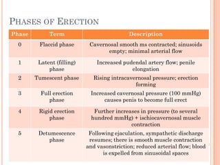 PHASES OF ERECTION
Phase        Term                            Description
  0      Flaccid phase       Cavernosal smooth ms contracted; sinusoids
                                   empty; minimal arterial flow

  1      Latent (filling)       Increased pudendal artery flow; penile
             phase                           elongation
  2     Tumescent phase        Rising intracavernosal pressure; erection
                                               forming
  3       Full erection      Increased cavernosal pressure (100 mmHg)
             phase                causes penis to become full erect

  4      Rigid erection        Further increases in pressure (to several
             phase            hundred mmHg) + ischiocavernosal muscle
                                             contraction
  5      Detumescence        Following ejaculation, sympathetic discharge
            phase            resumes; there is smooth muscle contraction
                            and vasonstriction; reduced arterial flow; blood
                                  is expelled from sinusoidal spaces
 