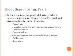 BLOOD SUPPLY OF THE PENIS
   Is from the internal pudendal artery, which
    enters the perineum through Alcock’s canal and
    gives rise to 4 terminal branches
     1.       Dorsal art.
                 supplies penile skin and glans and contributes little to
                  erectile function
     2.       Cavernosal art.
             within the corpora, branches into helicine arterioles
     3.       Bulbar art.
     4.       Scrotal art.
 