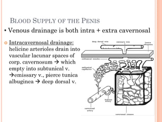 BLOOD SUPPLY OF THE PENIS
• Venous drainage is both intra + extra cavernosal
   Intracavernosal drainage:
    helicine arterioles drain into
    vascular lacunar spaces of
    corp. cavernosum  which
    empty into subtunical v.
    emissary v., pierce tunica
    albuginea  deep dorsal v.
 